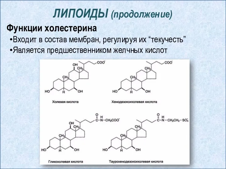 ЛИПОИДЫ (продолжение) Функции холестерина Входит в состав мембран, регулируя их “текучесть” Является предшественником желчных кислот