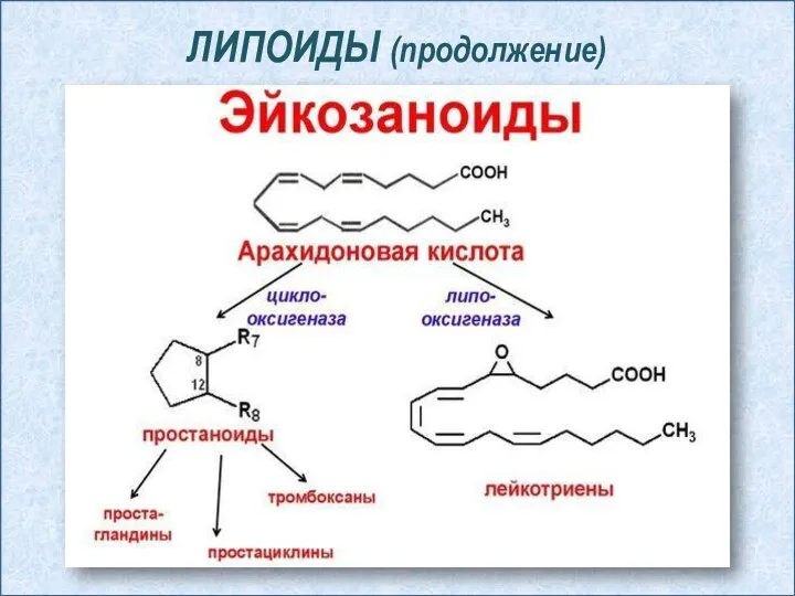 ЛИПОИДЫ (продолжение)