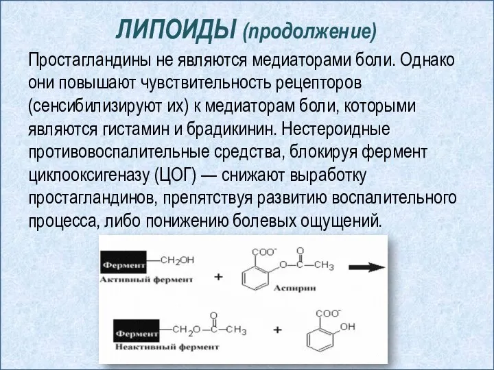 ЛИПОИДЫ (продолжение) Простагландины не являются медиаторами боли. Однако они повышают чувствительность рецепторов