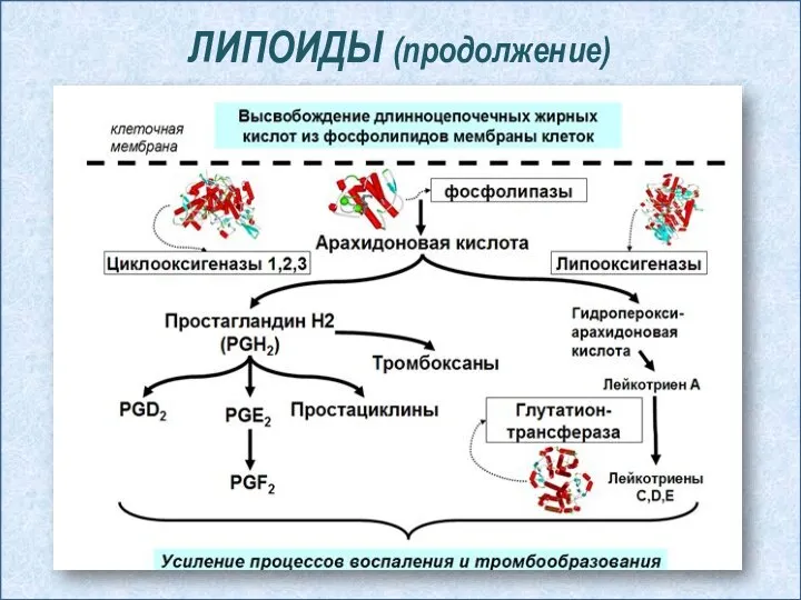 ЛИПОИДЫ (продолжение)