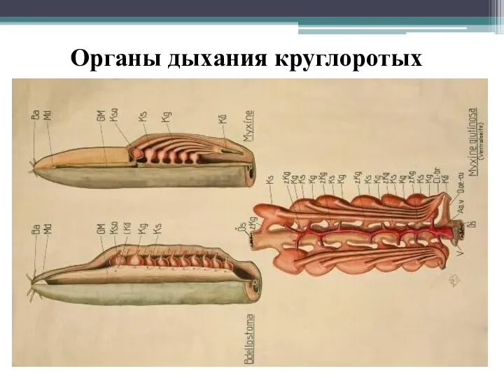 Органы дыхания круглоротых