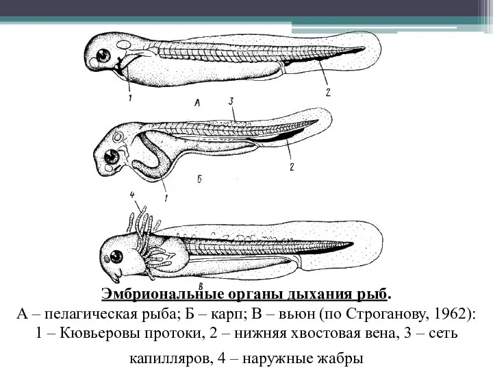 Эмбриональные органы дыхания рыб. А – пелагическая рыба; Б – карп; В