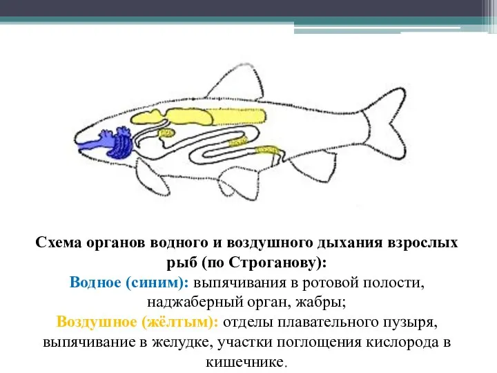 Схема органов водного и воздушного дыхания взрослых рыб (по Строганову): Водное (синим):