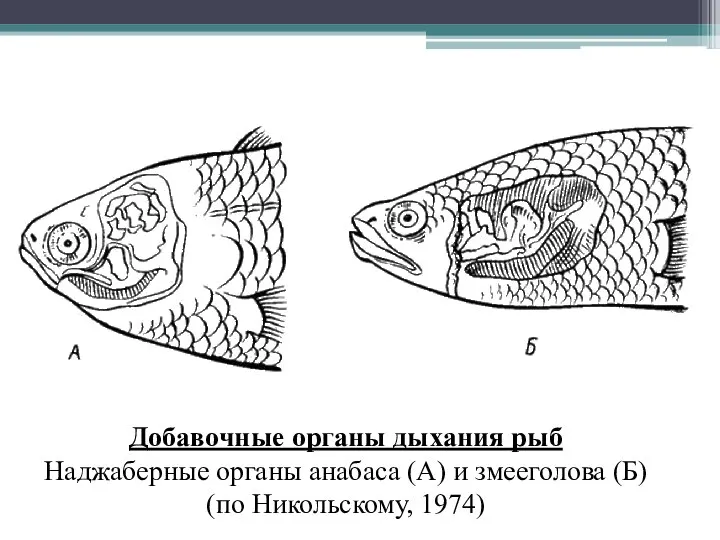 Добавочные органы дыхания рыб Наджаберные органы анабаса (А) и змееголова (Б) (по Никольскому, 1974)