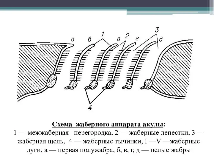 Схема жаберного аппарата акулы: 1 — межжаберная перегородка, 2 — жаберные лепестки,