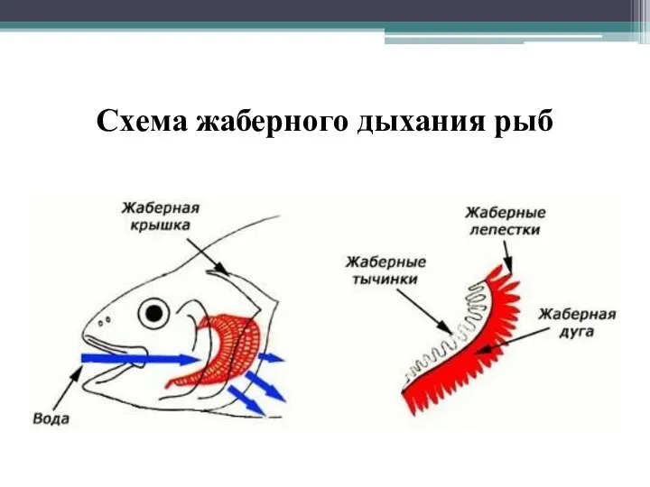 Схема жаберного дыхания рыб