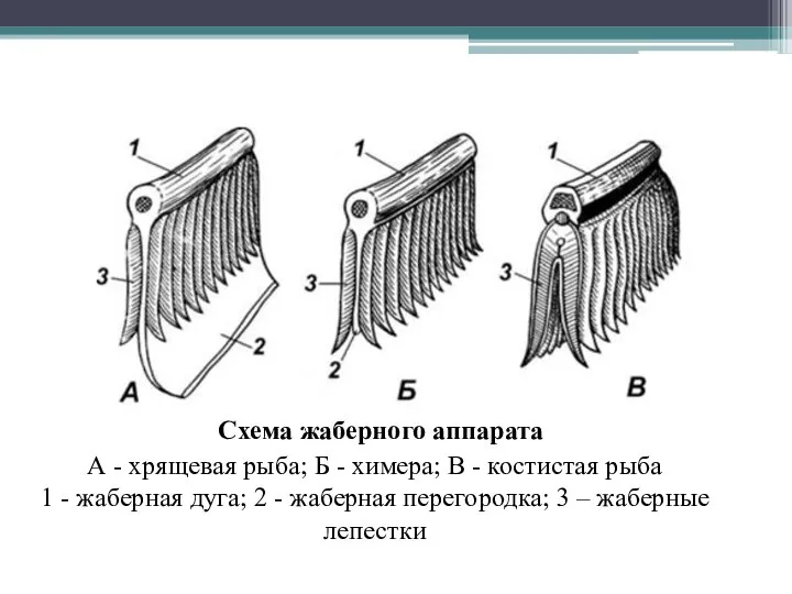 Схема жаберного аппарата А - хрящевая рыба; Б - химера; В -