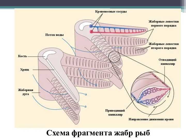 Схема фрагмента жабр рыб