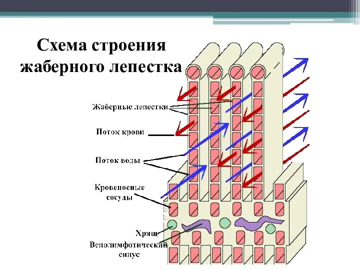 Схема строения жаберного лепестка