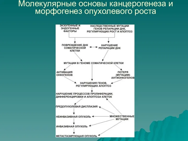 Молекулярные основы канцерогенеза и морфогенез опухолевого роста