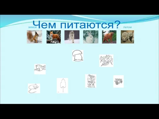 Чем питаются? зимой летом