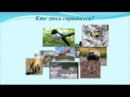 Кто здесь спрятался?