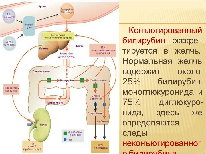 Конъюгированный билирубин экскре- тируется в желчь. Нормальная желчь содержит около 25% билирубин-моноглюкуронида