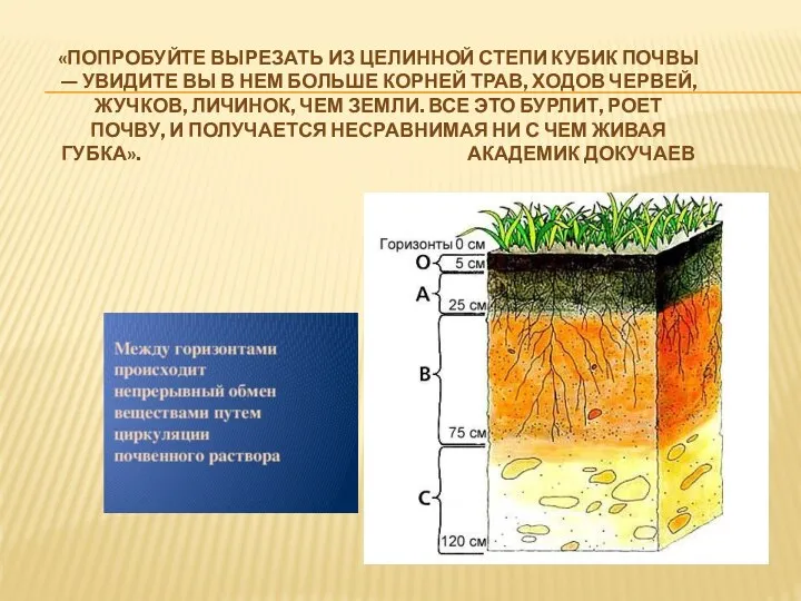 «ПОПРОБУЙТЕ ВЫРЕЗАТЬ ИЗ ЦЕЛИННОЙ СТЕПИ КУБИК ПОЧВЫ — УВИДИТЕ ВЫ В НЕМ