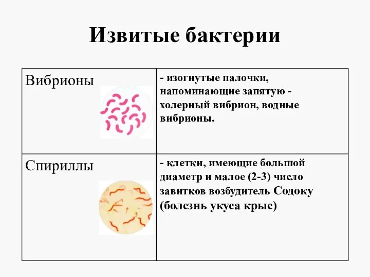 Извитые бактерии