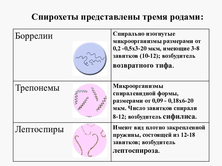 Спирохеты представлены тремя родами: