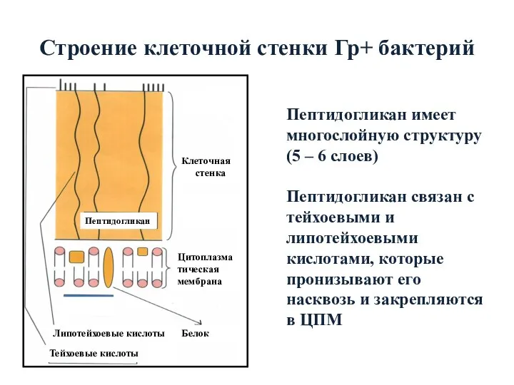 Строение клеточной стенки Гр+ бактерий Пептидогликан имеет многослойную структуру (5 – 6