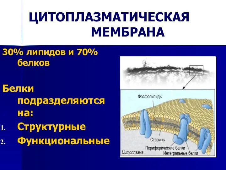 ЦИТОПЛАЗМАТИЧЕСКАЯ МЕМБРАНА 30% липидов и 70% белков Белки подразделяются на: Структурные Функциональные