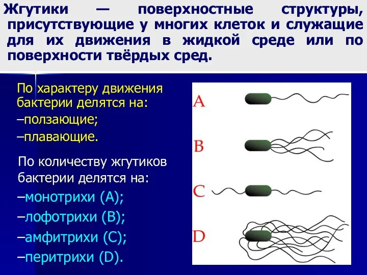 По характеру движения бактерии делятся на: ползающие; плавающие. По количеству жгутиков бактерии