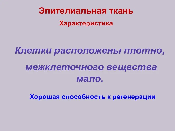 Эпителиальная ткань Характеристика Клетки расположены плотно, межклеточного вещества мало. Хорошая способность к регенерации