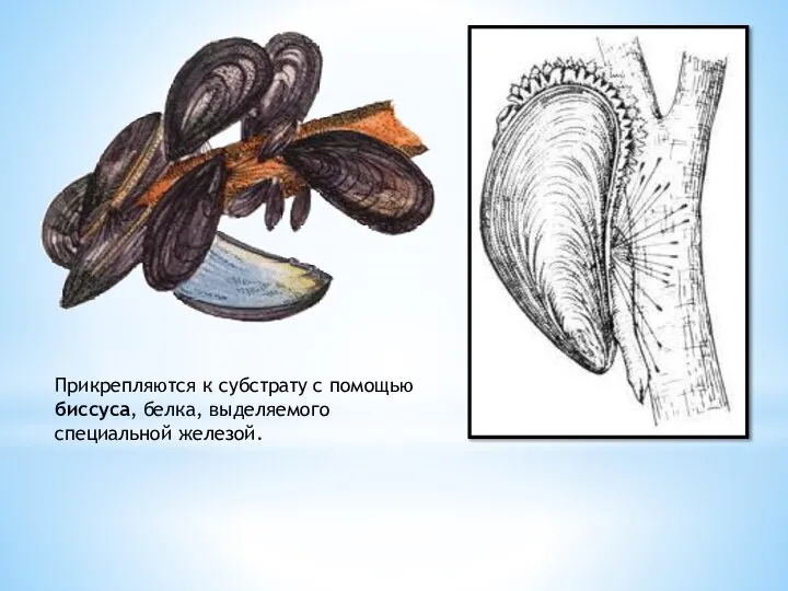 Прикрепляются к субстрату с помощью биссуса, белка, выделяемого специальной железой.