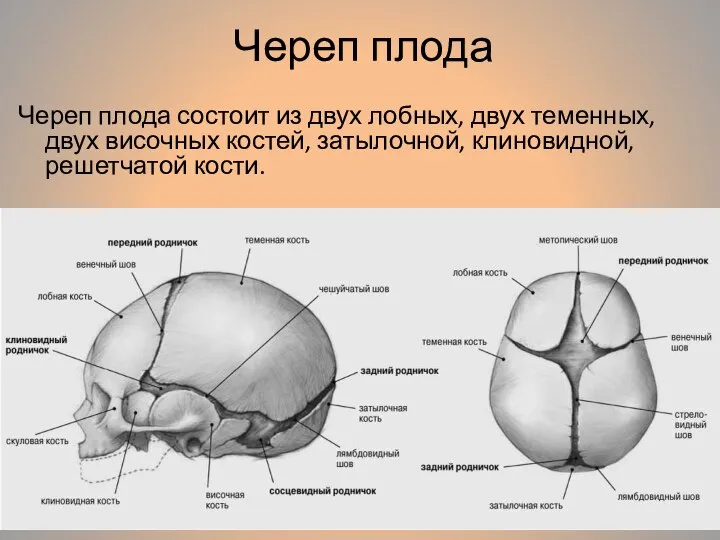 Череп плода Череп плода состоит из двух лобных, двух теменных, двух височных