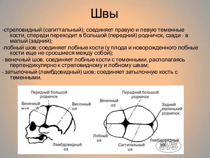 Швы -стреловидный (сагиттальный); соединяет правую и левую теменные кости, спереди переходит в