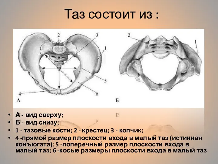 Таз состоит из : А - вид сверху; Б - вид снизу;