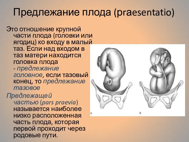 Предлежание плода (рrаesentatio) Это отношение крупной части плода (головки или ягодиц) ко