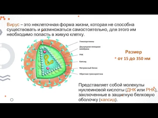 Вирус – это неклеточная форма жизни, которая не способна существовать и размножаться