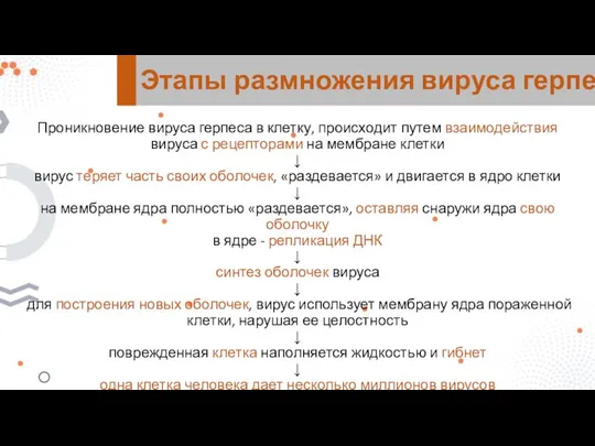 Проникновение вируса герпеса в клетку, происходит путем взаимодействия вируса с рецепторами на