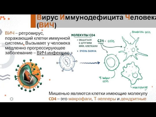 Вирус Иммунодефицита Человека (ВИЧ) ВИЧ – ретровирус, поражающий клетки иммунной системы. Вызывает