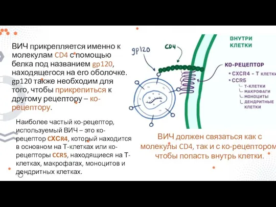 ВИЧ прикрепляется именно к молекулам CD4 с помощью белка под названием gp120,