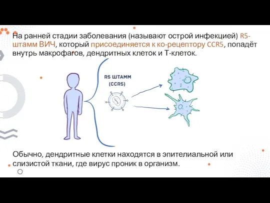 На ранней стадии заболевания (называют острой инфекцией) R5-штамм ВИЧ, который присоединяется к