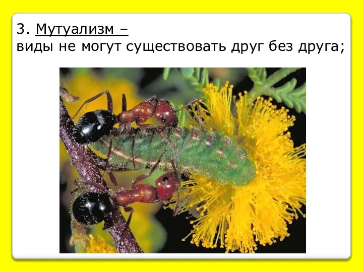 3. Мутуализм – виды не могут существовать друг без друга;