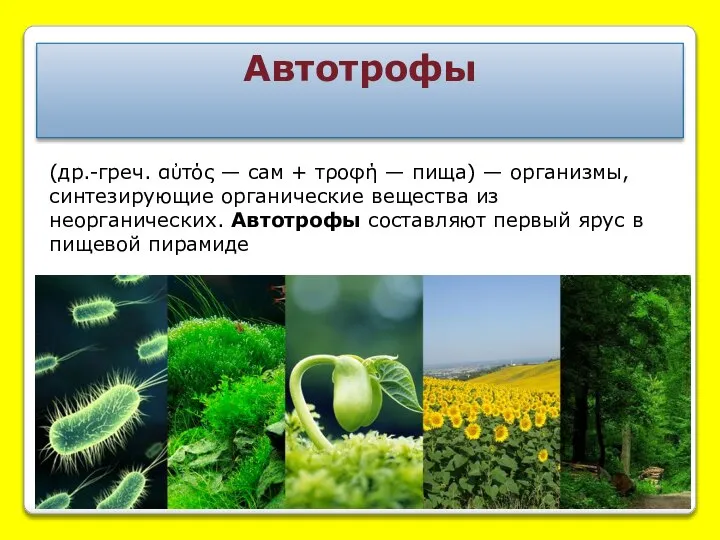 Автотрофы (др.-греч. αὐτός — сам + τροφή — пища) — организмы, синтезирующие