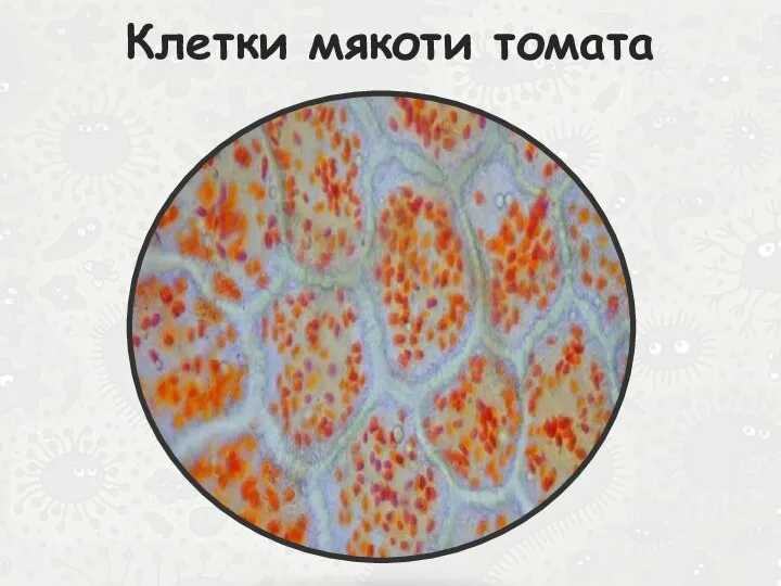 Клетки мякоти томата