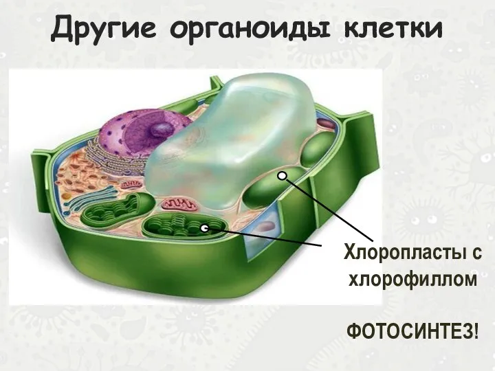 Другие органоиды клетки Хлоропласты с хлорофиллом ФОТОСИНТЕЗ!