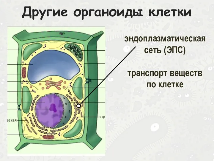Другие органоиды клетки эндоплазматическая сеть (ЭПС) транспорт веществ по клетке