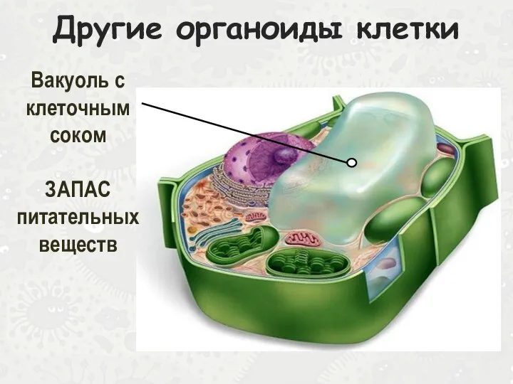 Другие органоиды клетки Вакуоль с клеточным соком ЗАПАС питательных веществ