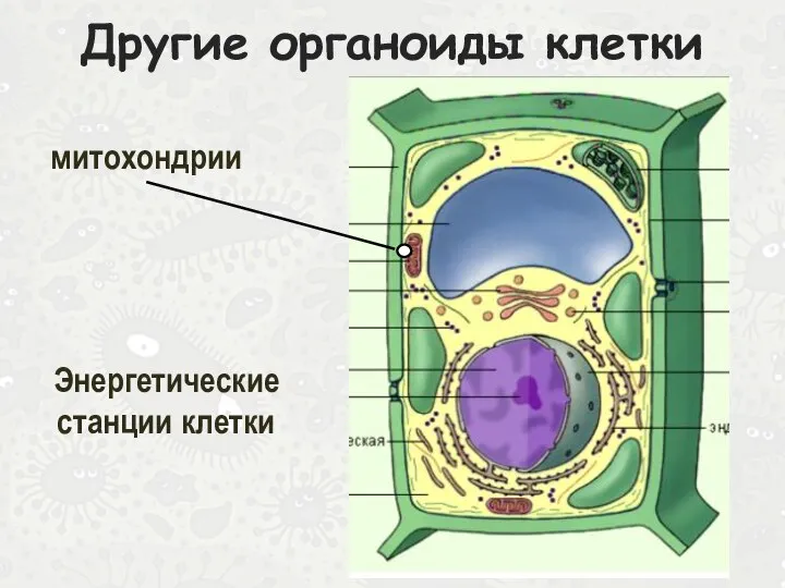Другие органоиды клетки митохондрии Энергетические станции клетки