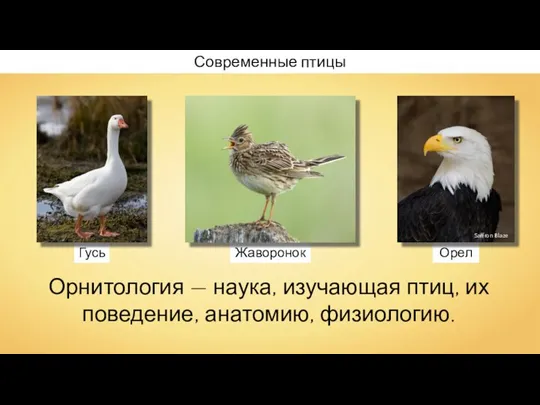 Орнитология — наука, изучающая птиц, их поведение, анатомию, физиологию. Современные птицы