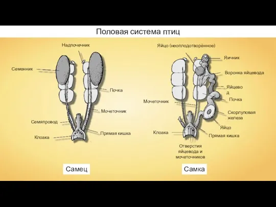 Половая система птиц Самец Самка