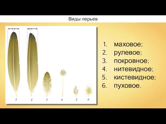 Виды перьев маховое; рулевое; покровное; нитевидное; кистевидное; пуховое. Anaxibia