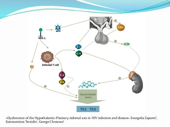 «Dysfunction of the Hypothalamic-Pituitary-Adrenal axis in HIV infection and disease» Evangelia Zapanti1, Konstantinos Terzidis1, George Chrousos2