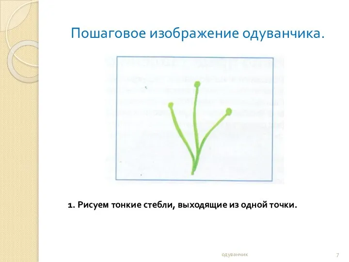 Пошаговое изображение одуванчика. одуванчик 1. Рисуем тонкие стебли, выходящие из одной точки.