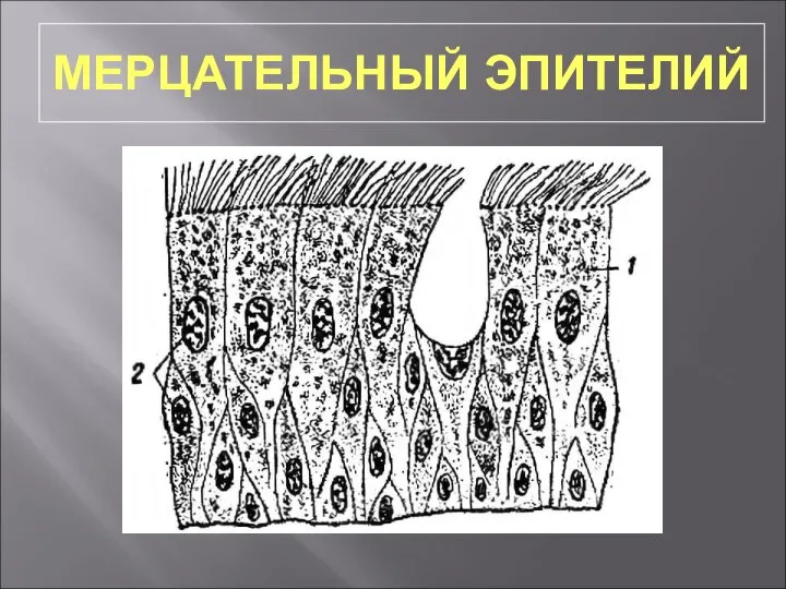 МЕРЦАТЕЛЬНЫЙ ЭПИТЕЛИЙ