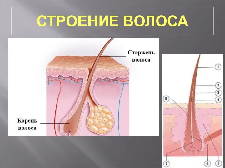 СТРОЕНИЕ ВОЛОСА