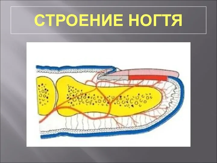 СТРОЕНИЕ НОГТЯ