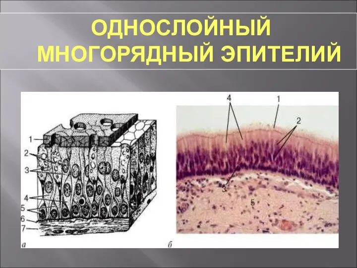 ОДНОСЛОЙНЫЙ МНОГОРЯДНЫЙ ЭПИТЕЛИЙ